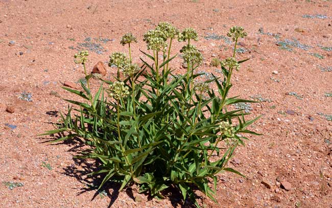 Asclepias asperula, Antelope Horns Milkweed, Southwest Desert Flora